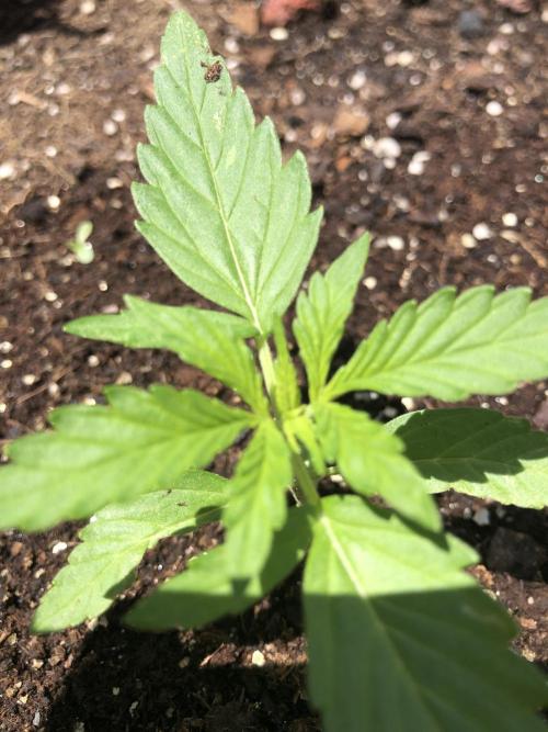 OG Kush Auto Outdoor Spring 26". Week 1