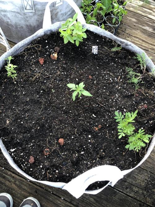OG Kush. Week 1