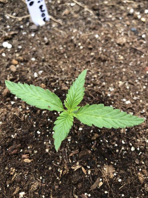 Maui Wowie Auto Outdoor Spring 26'. Week 1