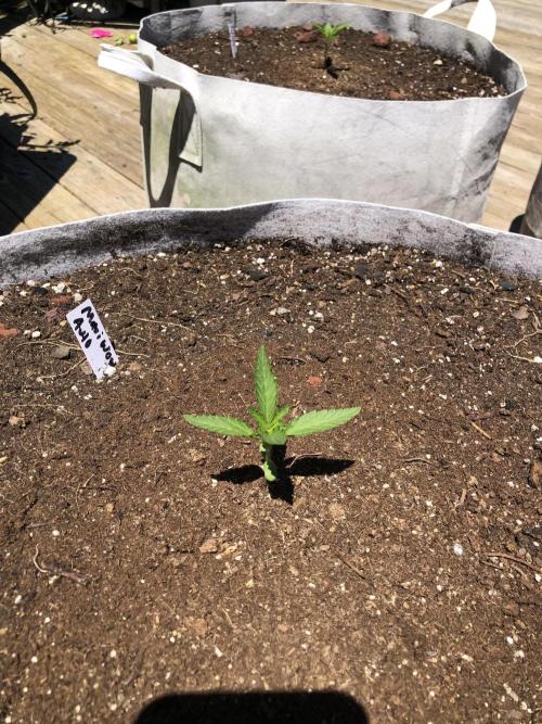 Maui Wowie Auto Outdoor Spring 26'. Week 1