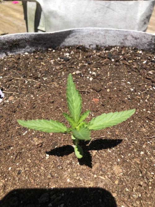 Maui Wowie Auto Outdoor Spring 26'. Week 1