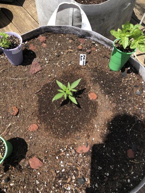 Maui Wowie Auto Outdoor Spring 26'. Week 1