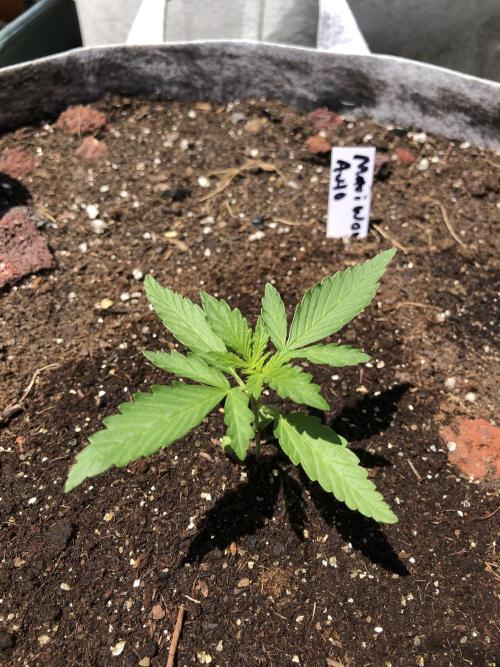 Maui Wowie Auto Outdoor Spring 26'. Week 1