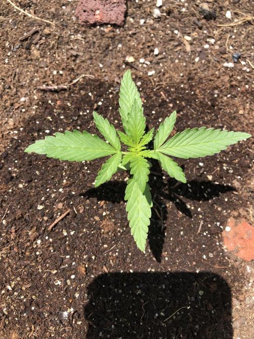 Maui Wowie Auto Outdoor Spring 26'. Week 1