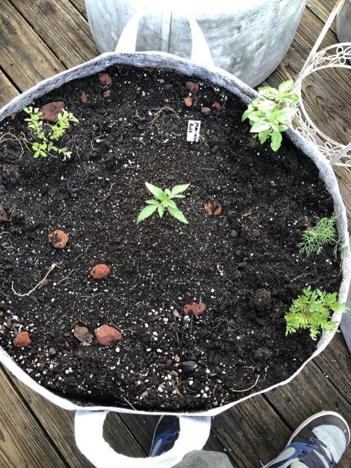 Maui Wowie Auto Outdoor Spring 26'. Week 1