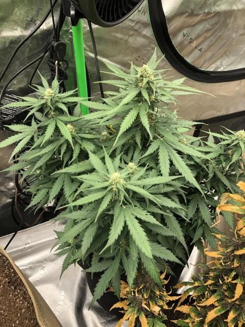 Gorilla Auto Fast Buds Indoor Spring 26. Week 7