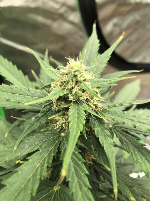 Gorilla Auto Fast Buds Indoor Spring 26. Week 7