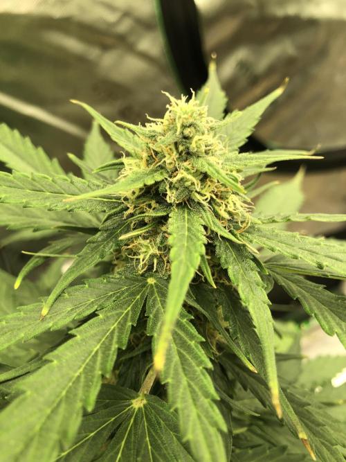 Gorilla Auto Fast Buds Indoor Spring 26. Week 7