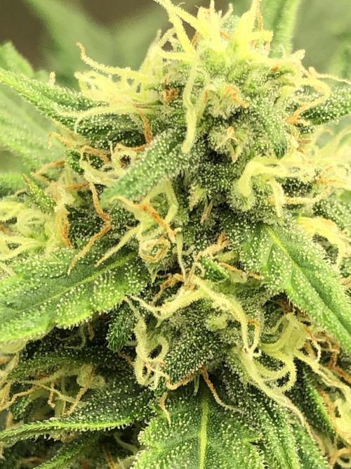 Gorilla Auto Fast Buds Indoor Spring 26. Week 7