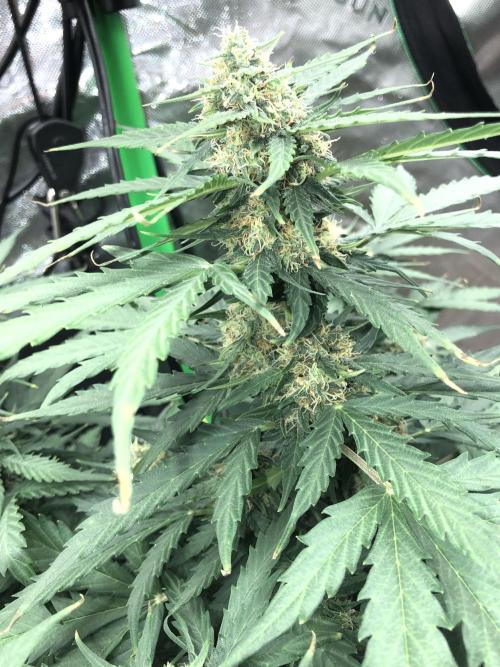 Gorilla Auto Fast Buds Indoor Spring 26. Week 7