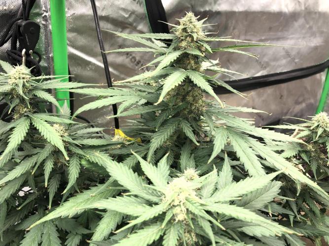 Gorilla Auto Fast Buds Indoor Spring 26. Week 7