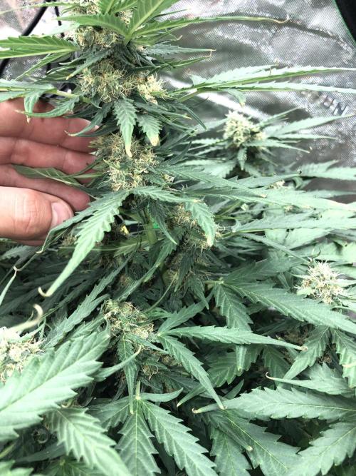 Gorilla Auto Fast Buds Indoor Spring 26. Week 7
