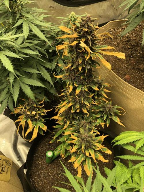 LSD-25 Auto Fast Buds Indoor Spring 26. Week 7