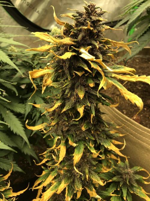 LSD-25 Auto Fast Buds Indoor Spring 26. Week 7