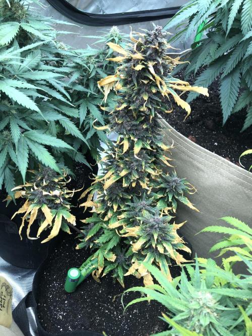 LSD-25 Auto Fast Buds Indoor Spring 26. Week 7