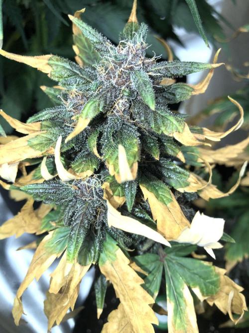 LSD-25 Auto Fast Buds Indoor Spring 26. Week 7