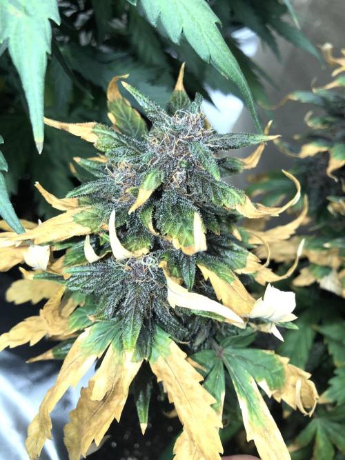 LSD-25 Auto Fast Buds Indoor Spring 26. Week 7
