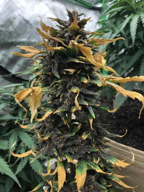 LSD-25 Auto Fast Buds Indoor Spring 26. Week 7