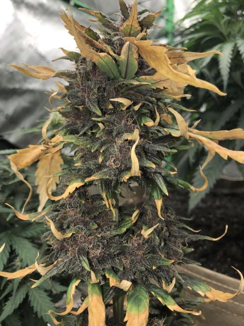 LSD-25 Auto Fast Buds Indoor Spring 26. Week 7