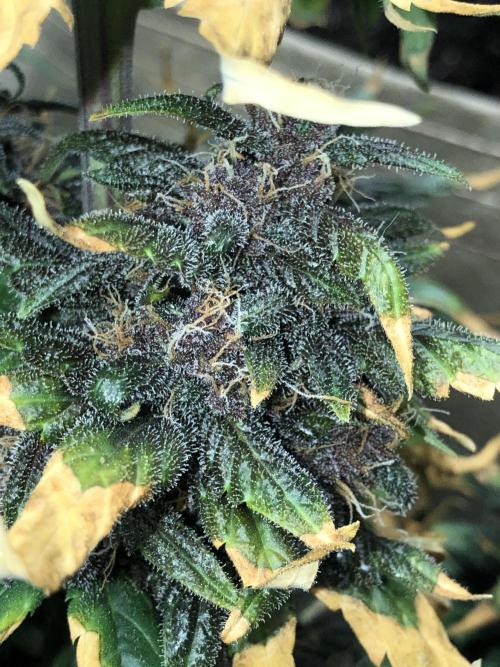 LSD-25 Auto Fast Buds Indoor Spring 26. Week 7