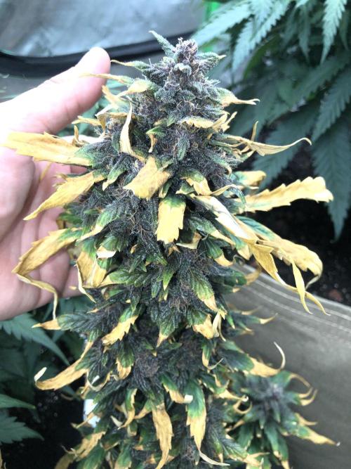 LSD-25 Auto Fast Buds Indoor Spring 26. Week 7