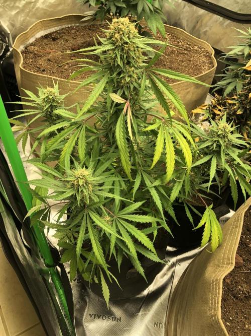Auto Pablo Escobar Indoor Spring 26. Week 7