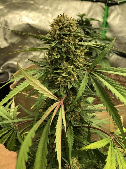 Auto Pablo Escobar Indoor Spring 26. Week 7