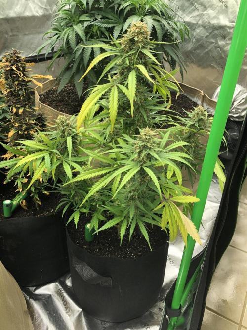 Auto Pablo Escobar Indoor Spring 26. Week 7