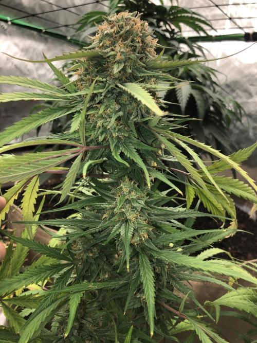 Auto Pablo Escobar Indoor Spring 26. Week 7