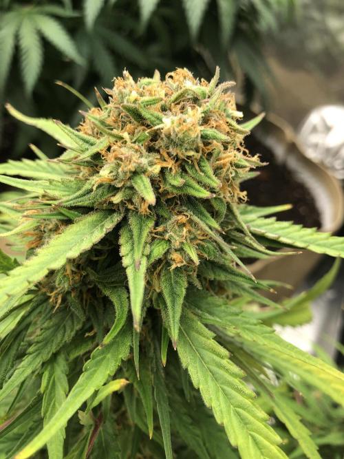 Auto Pablo Escobar Indoor Spring 26. Week 7