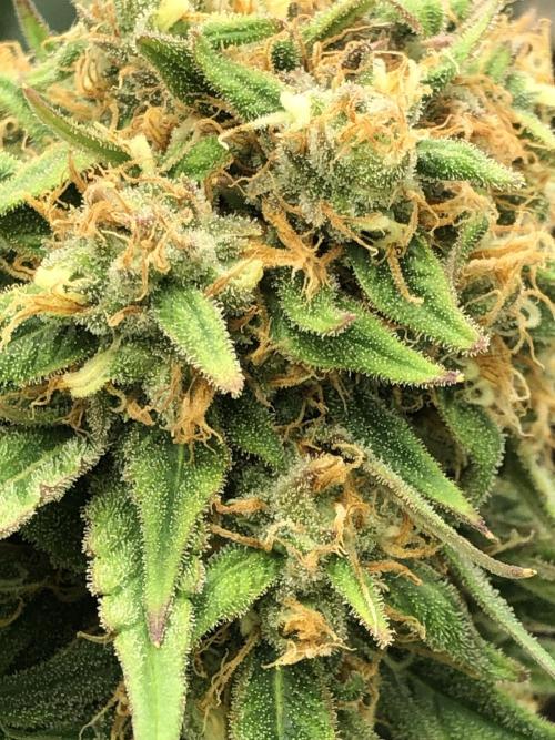 Auto Pablo Escobar Indoor Spring 26. Week 7