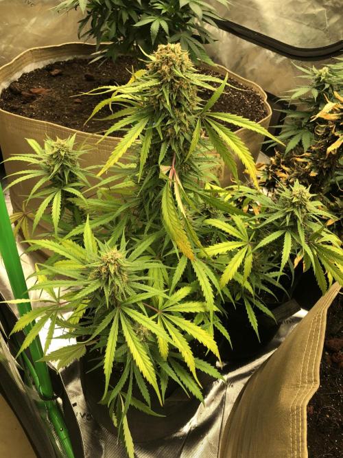 Auto Pablo Escobar Indoor Spring 26. Week 7