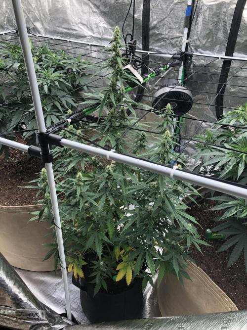 Purple Mimosa XL Auto Indoor Spring 26. Week 7