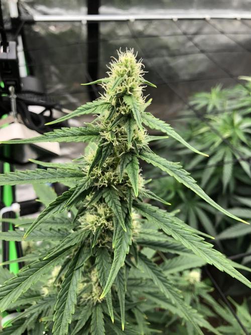 Purple Mimosa XL Auto Indoor Spring 26. Week 7