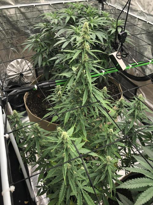 Purple Mimosa XL Auto Indoor Spring 26. Week 7