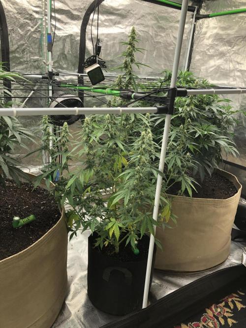 Purple Mimosa XL Auto Indoor Spring 26. Week 7