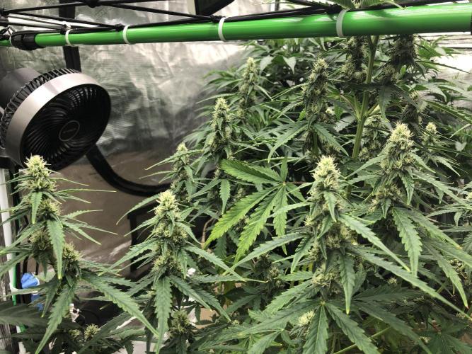 Purple Mimosa XL Auto Indoor Spring 26. Week 7