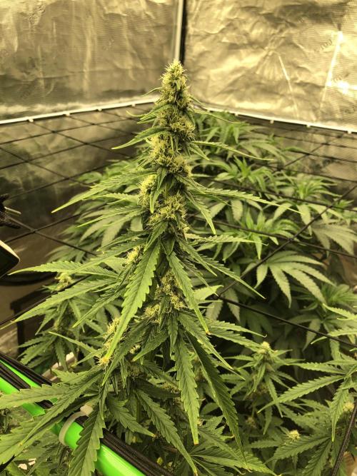 Purple Mimosa XL Auto Indoor Spring 26. Week 7