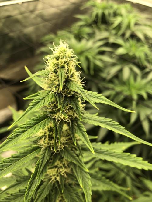 Purple Mimosa XL Auto Indoor Spring 26. Week 7