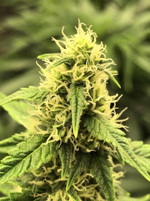 Purple Mimosa XL Auto Indoor Spring 26. Week 7