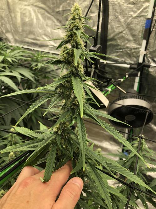Purple Mimosa XL Auto Indoor Spring 26. Week 7