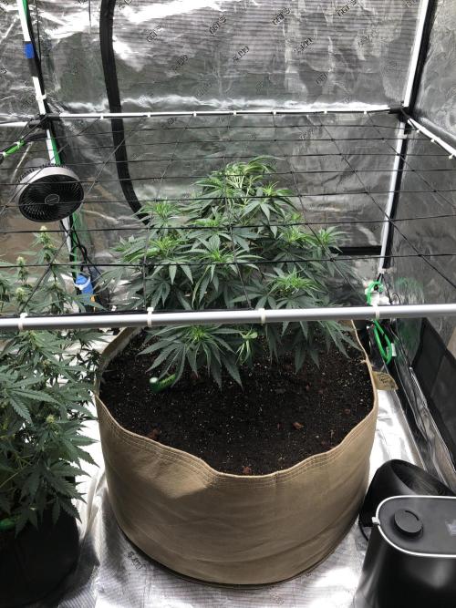 White Domina Kannabia Indoor Spring 26. Week 7