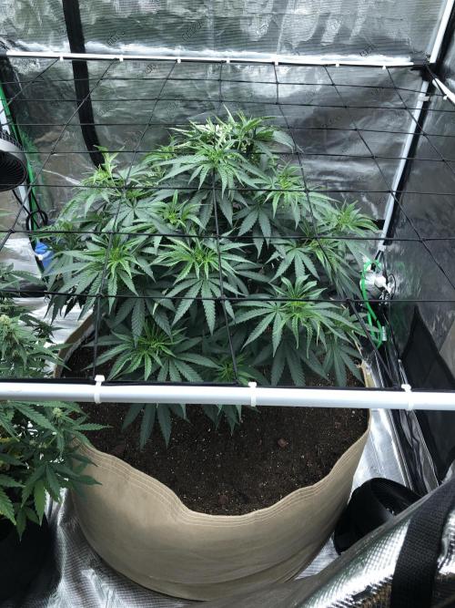 White Domina Kannabia Indoor Spring 26. Week 7