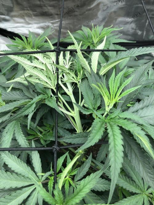 White Domina Kannabia Indoor Spring 26. Week 7