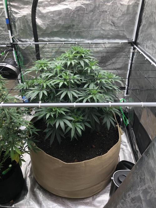 White Domina Kannabia Indoor Spring 26. Week 7