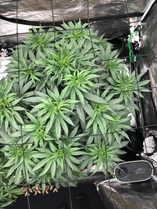 White Domina Kannabia Indoor Spring 26. Week 7