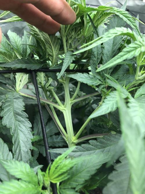 White Domina Kannabia Indoor Spring 26. Week 7