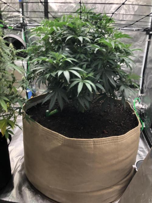 White Domina Kannabia Indoor Spring 26. Week 7