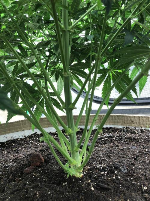 White Domina Kannabia Indoor Spring 26. Week 7