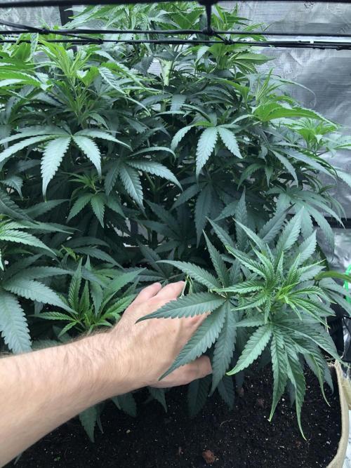 White Domina Kannabia Indoor Spring 26. Week 7